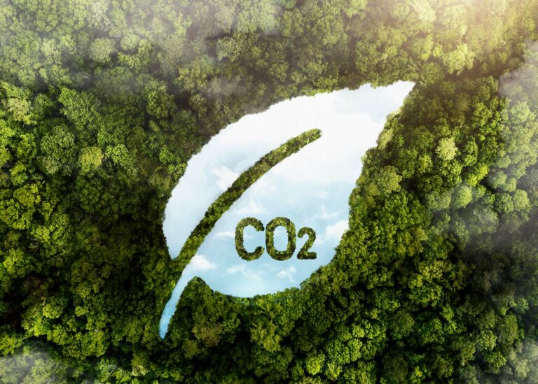 Wald reduziert CO2 und schützt Klima